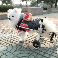 Un petit chien blanc portant une salopette sur son fauteuil roulant pour chien handicapé avec un petit nounours sur son dos