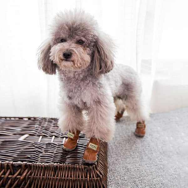 Un chien de salon avec des bottes marrons