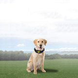 Un chien assis sur une pelouse portant son collier GPS de couleur noir et jaune