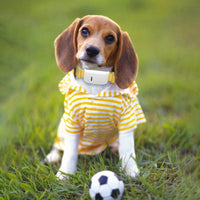Un petit chien qui porte un collier GPS de couleur jaune et qui joue à son petit ballon de foot sur une pelouse verte
