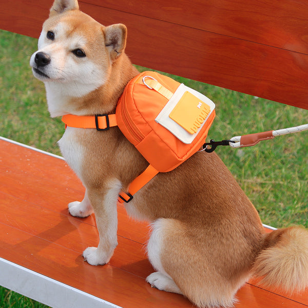 Un petit Shiba qui porte son cartable pour chien mignon de couleur orange sur un banc fait en bois.