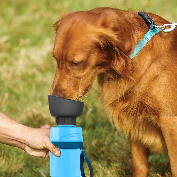 Un chien de couleur marron sur une pelouse entrain de s'hydrater sur sa gourde pliable