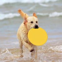 Un chien qui rapporte son frisbee après l'avoir pris dans sa guelle  sur une plage