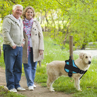 Un couple de vieux qui se tiennent la main dans un parc avec son chien portant un harnais personnalisable de couleur bleu sur une pelouse