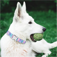 Un chien de couleur blanc portant un collier de couleur rose et bleu assit sur une pelouse verte avec une balle de tennis dans la bouche