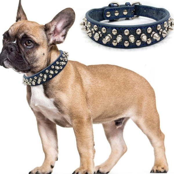 Un petit chien marron portant son collier clouté noir le tout sur un fond blanc