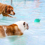 Jouet aquatique multifonction pour chien
