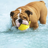 Un chien de race Bull Dog entrain de mordre sur son jouet aquatique de couleur jaune dans une piscine