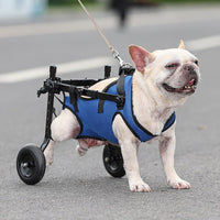 Fauteuil roulant pour chien handicapé