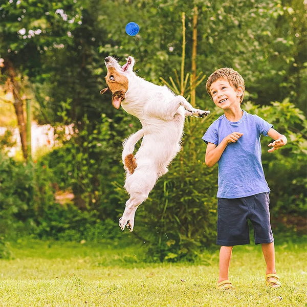 Un chien blanc qui saute après sa balle bleue à côté d'un enfant sur une pelouse