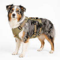Harnais anti-traction ajustable 3 points pour chien