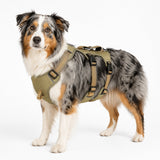 Harnais anti-traction ajustable 3 points pour chien