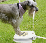 Un chien de race écossais qui appui sa fontaine à eau sur une pelouse verte et boit son eau