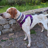 Un chien de couleur blanc et marron portant un harnais de couleur violet avec une laisse accrochée sur le harnais, chien est vue de profil