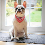 Adjustable dog bandana collar