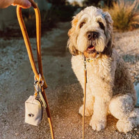 Un chien qui s'assoie par terre portant un harnais avec une laisse de couleur marron et un distributeur de sac à crottes accroché sur la laisse