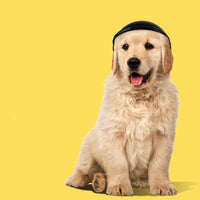 Chien assis portant un casque de sécurité noir ajusté, posé sur un fond jaune, prêt pour une promenade sécurisée.