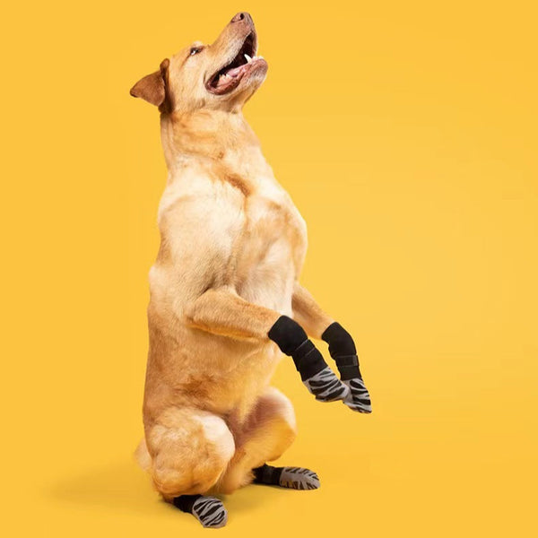 Chien beige portant des chaussettes de protection antidérapantes noires et grises, assis sur ses pattes arrière sur un fond jaune vif.