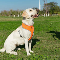 Un chien blanc qui est assit sur une pelouse verte, le chien se met à profil la bouche ouverte et portant un harnais de couleur orange