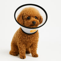 Petit chien portant une collerette post-opératoire blanche aux bords noirs, assis calmement, protégé sans gêne apparente.