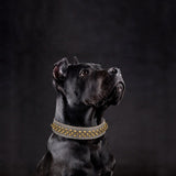 Collier à rivets dorés pour chien