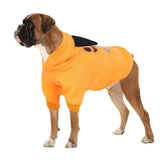 Un chien marron qui se pose sur un fond blanc portant son sweat à capuche de couleur jaune