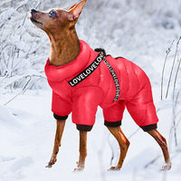 Chien fin de type pinscher portant une doudoune imperméable rouge avec harnais intégré, debout dans un paysage enneigé. La doudoune couvre tout le corps pour le garder bien au chaud.
