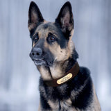 Collier pour chien en cuir personnalisable