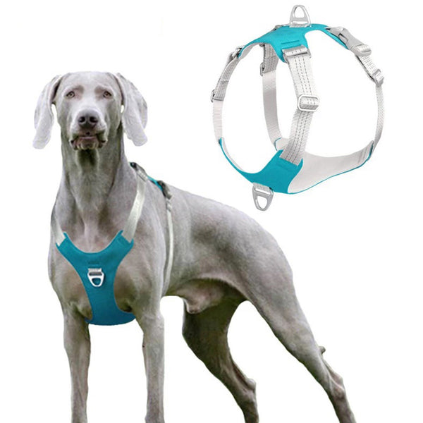 Un chien de couleur gris qui porte un harnais anti-traction de couleur bleu sur un fond blanc.