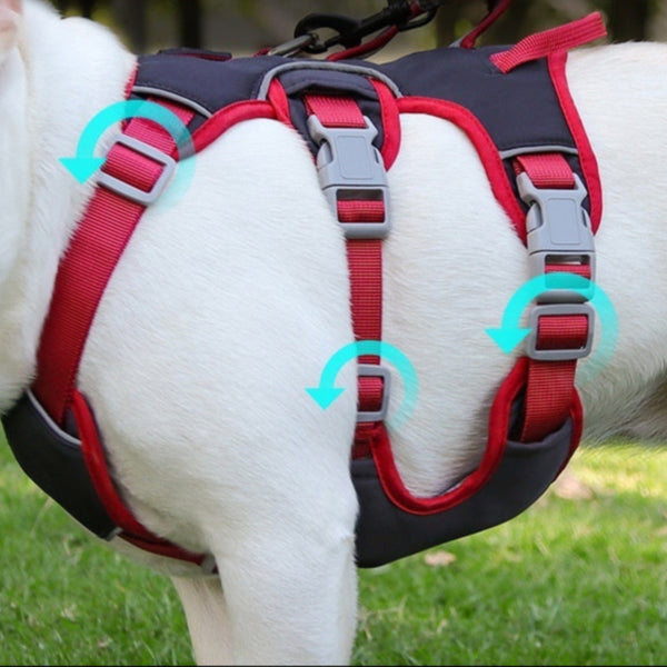 Gros plan sur un chien blanc portant un harnais anti-traction rouge et noir à trois points de réglage. Le harnais épouse son corps avec des sangles solides et des attaches robustes.