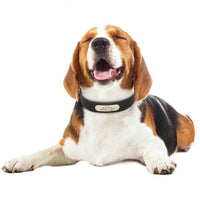 Chien de taille moyenne allongé et souriant, portant un collier en cuir noir avec plaque métallique personnalisée gravée à son nom et ses coordonnées.