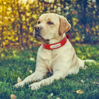 Collier pour chien en cuir personnalisable