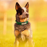 Collier pour chien en cuir personnalisable