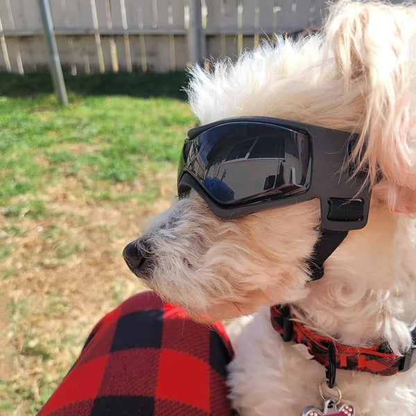 Petit chien blanc portant des lunettes de soleil noires incurvées, avec verres teintés et sangles réglables. Il est assis à l'extérieur par temps ensoleillé.