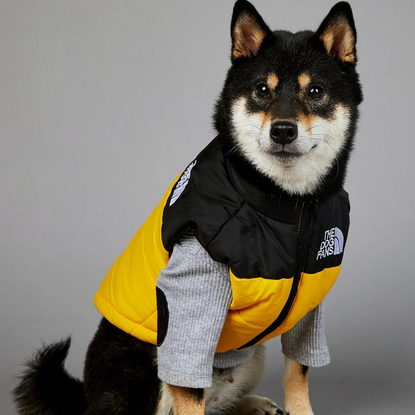 Chien portant un manteau d’hiver noir et gris, avec une coupe ajustée et une doublure chaude. Son tissu imperméable le protège du froid et de l’humidité.