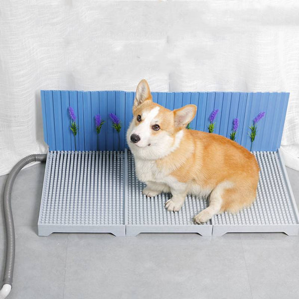 Un corgi assis sur une grande litière pour chien avec petit mur bleu le tout avec un mur blanc en fond