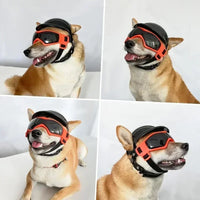 Casque de protection et lunettes anti-UV pour chien