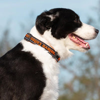 Un chien de couleur blanc et noir vue de profil portant un collier de couleur noir et orange avec bande de couture blanc sur le cou