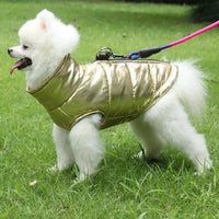 Un grand chien de salon toute blanche portant son gilet doré avec une laisse multicolore avec fond pelouse.