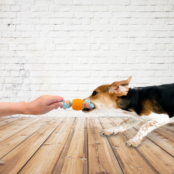 Un chien qui tire sur un jouet corde à mâcher de la main de quelqu'un, avec un mur blanc en brique comme fond