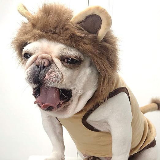 Un bull dog portant le déguisement lion en fond blanc