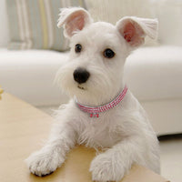 Un petit chien de salon se pose portant son collier rose. 