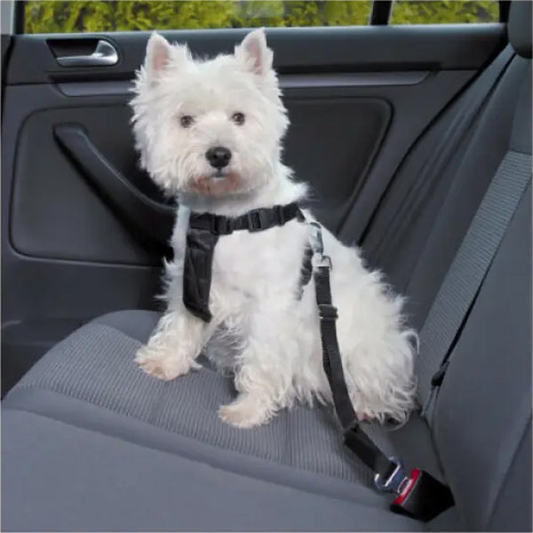 Un petit chien blanc assis sur la banquette arrière d'une voiture avec un harnais et une ceinture de sécurité de couleur noir attache à la voiture