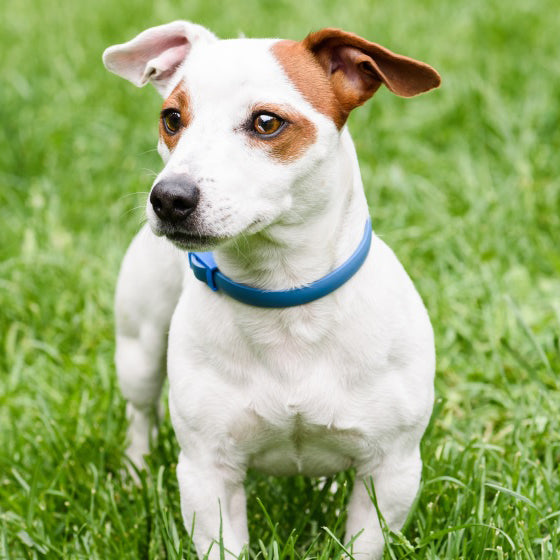 Un chien de race Jack Russel qui porte un collier anti-puce de couleur bleu et debout sur une pelouse verte