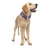 Un grand chien portant son bandana collier fleuri multicolore, le tout sur fond blanc.