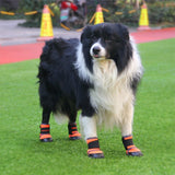 Un chien de couleur noire avec des taches blanches portant des chaussures antidérapantes sur une pelouse.