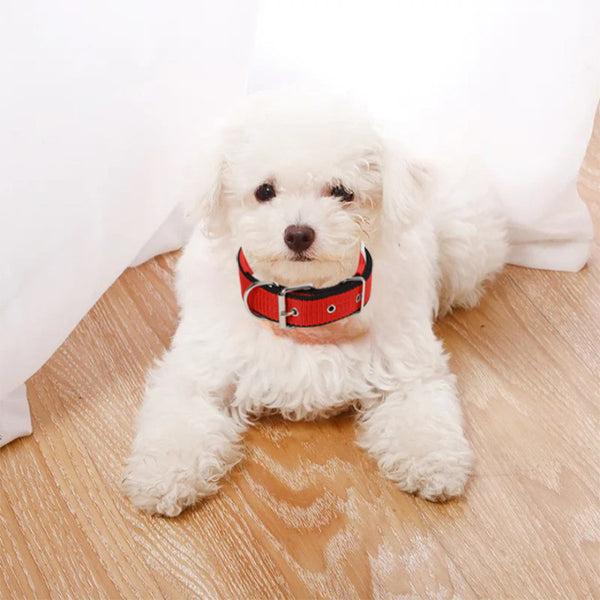 Petit chien coton blanc allongé portant son collier pour chien rouge