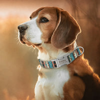 Un grand chien portant son collier pour chien personnalisable sur un fond de coucher de soleil.
