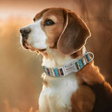 Un grand chien portant son collier pour chien personnalisable sur un fond de coucher de soleil.