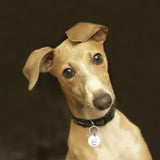 un chien de race Lévrier de jeune âge de couleur marron portant un collier et une médaille, regardant le photographe qui le prend en photo 